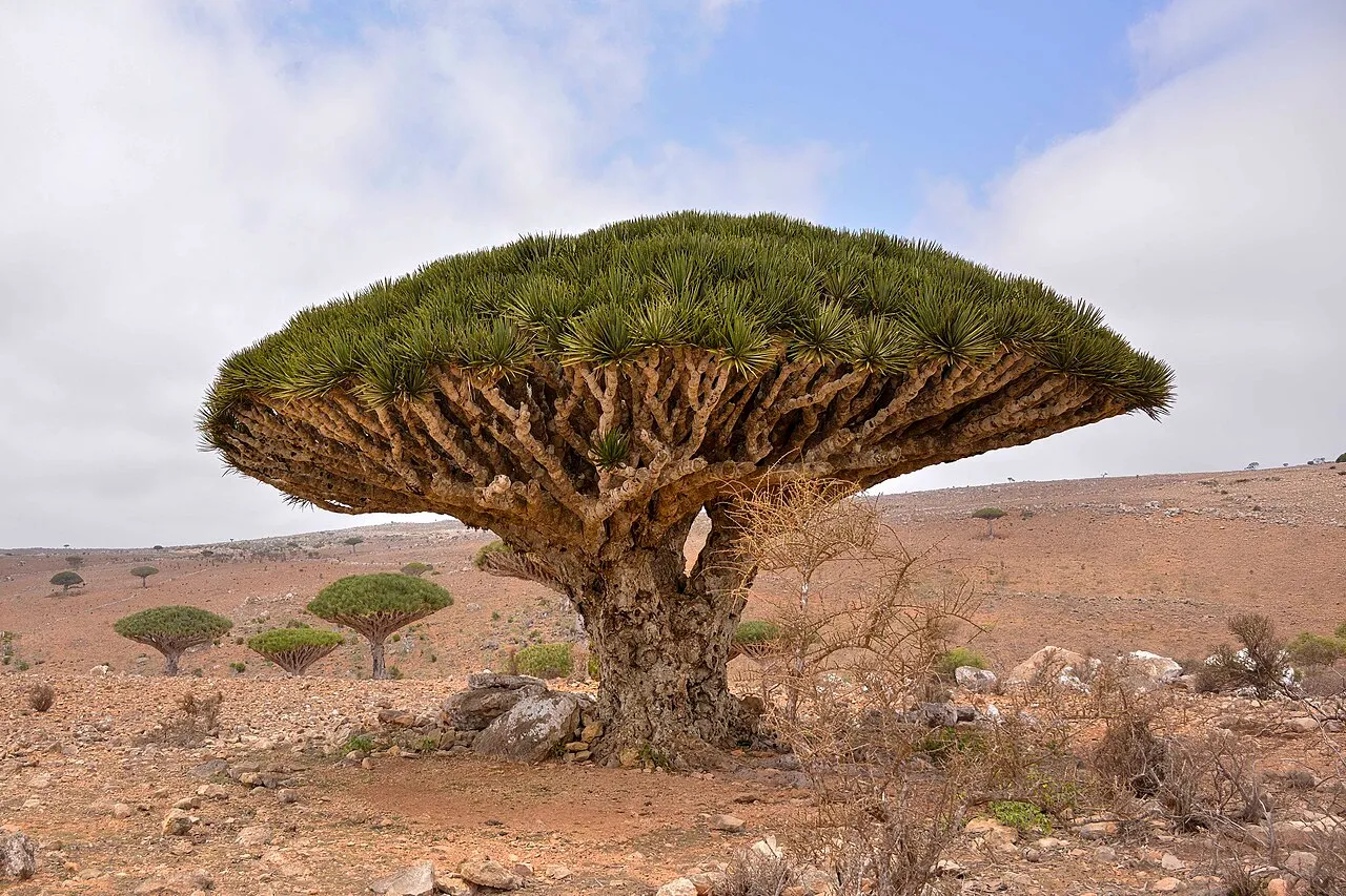 Socotra travel photo
